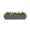 Succulents Mix In Long Pot