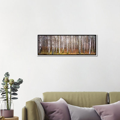 " Silver Birch Trees in a Forestnarke " Color Photography Print