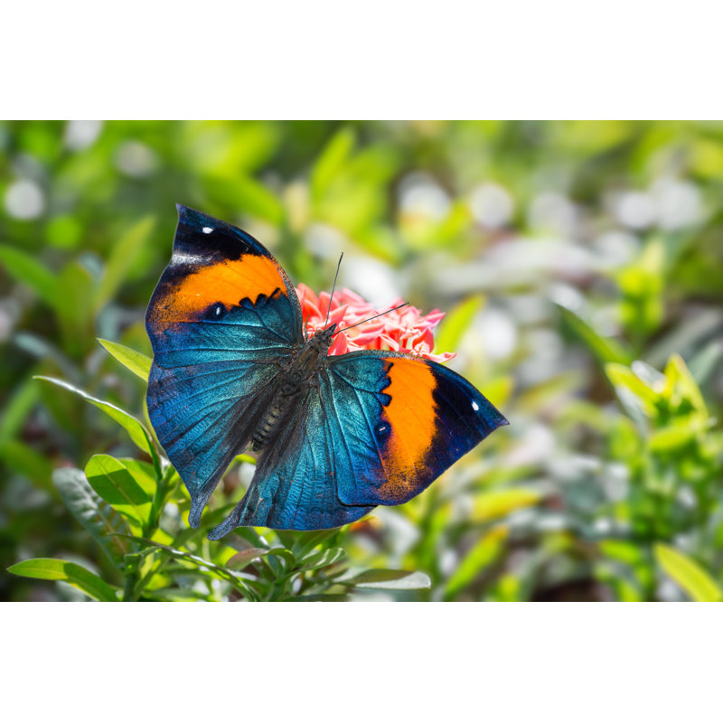 Photographie de papillon sur toile Evalyse, H 20 po x l 30 po