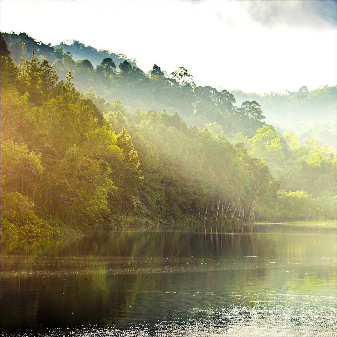 Glasbild Wald-Atmosphäre II