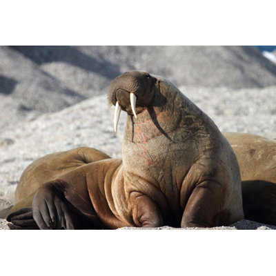 Arctic Walrus by Serengeti130