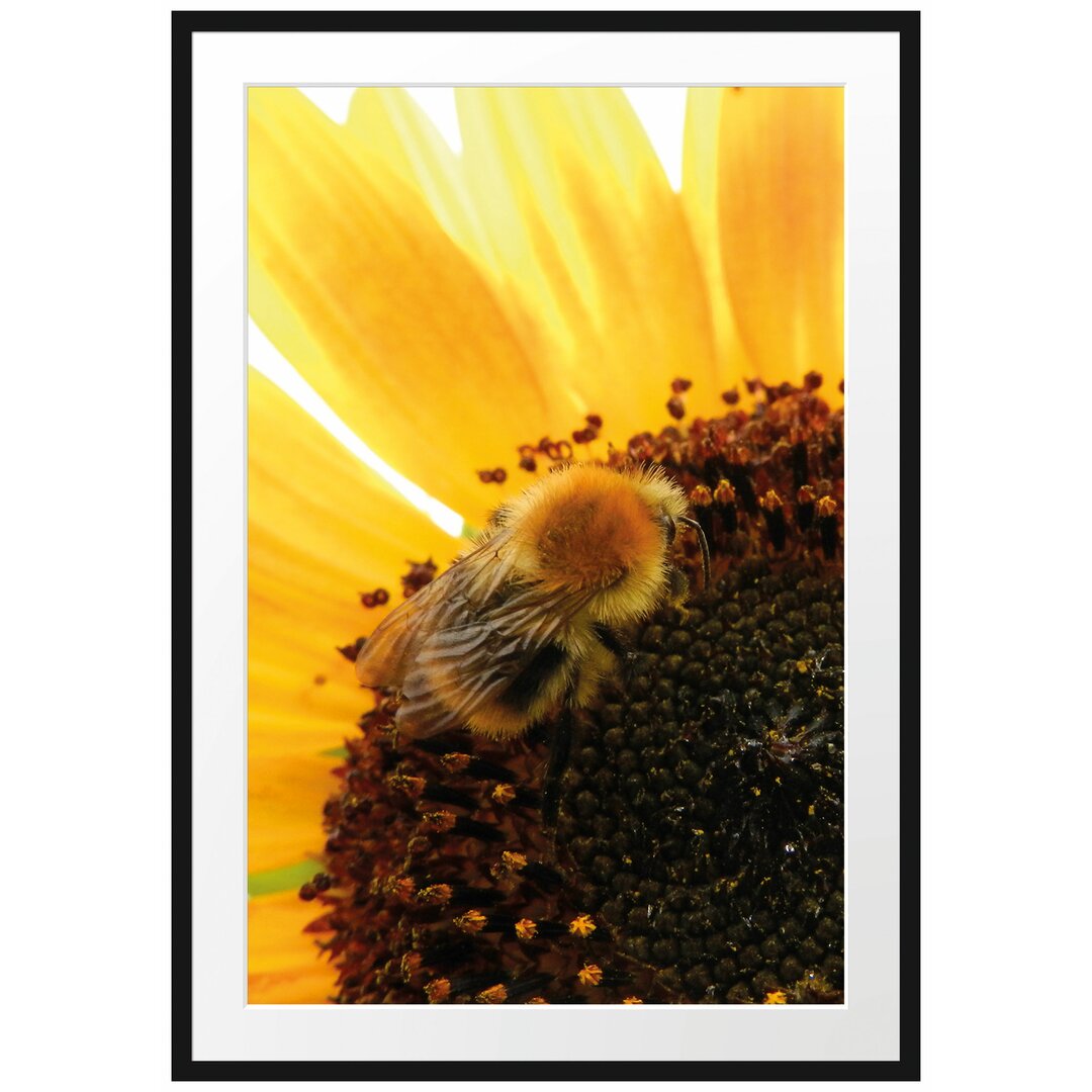 Gerahmtes Poster Biene auf Sonnenblume