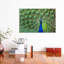 Peacock Feathers - Wrapped Canvas Print-42153705