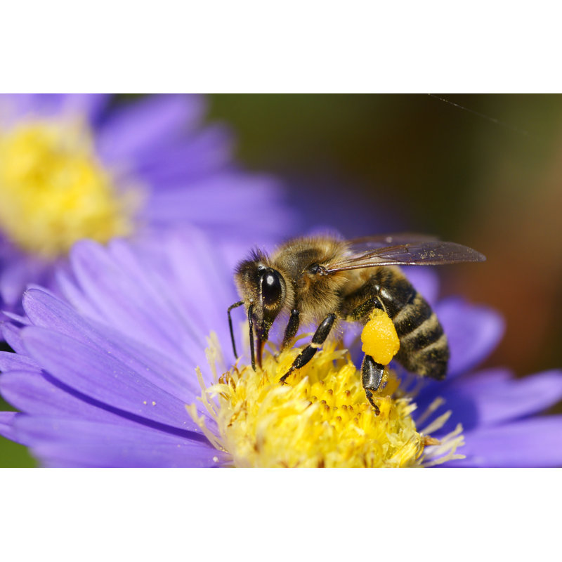 Abeille sur marguerite de Noël par Schnuddel, H 12 po x l 18 po