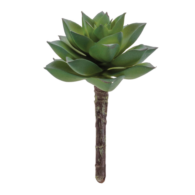 Plante grasse