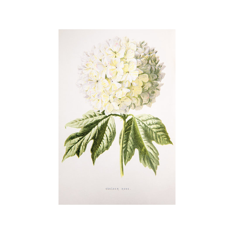 Guelder Rose by F. Edward Hulme - Wrapped Canvas Print, 101.6 cm H x 66.04 cm W x 1.91 cm D