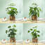 Arrangement floral Cano Hydrangea en pot
