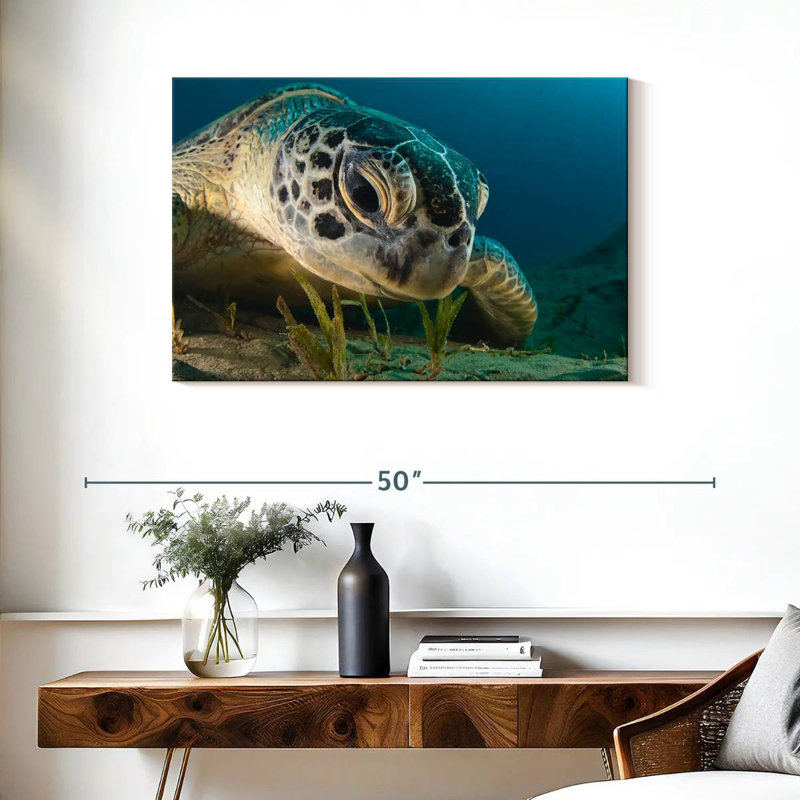 Brampt Sea Turtle Close Up