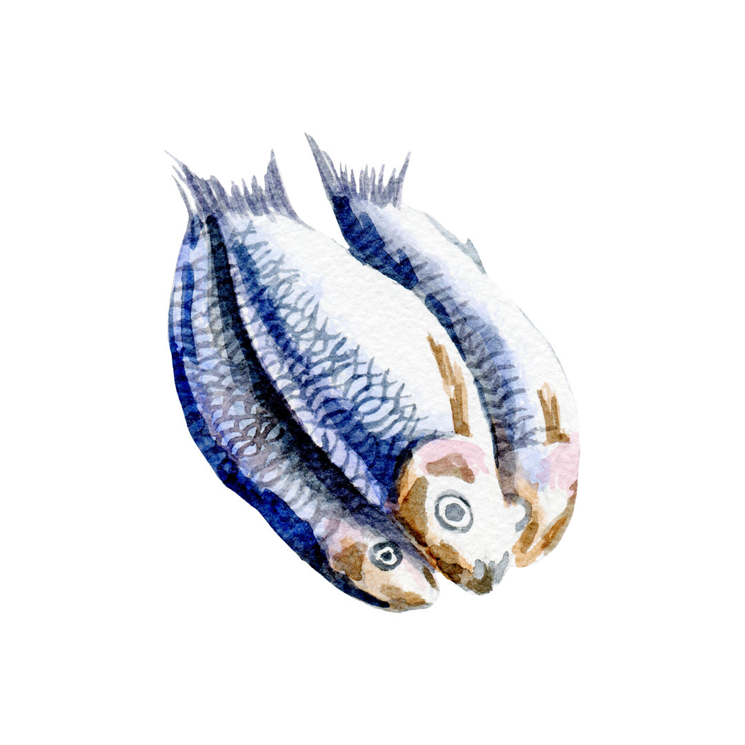 Frischer Fisch Illustration - Leinwandbild