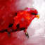 Abstrait perroquet rouge - reproduction encadrée mate pour la décoration intérieure