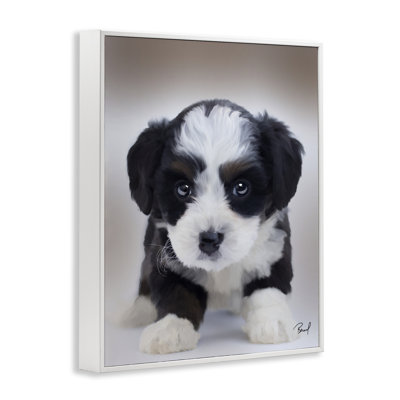 Fluffy Bernedoodle Puppy Framed Giclee Art, design by Renel Peters