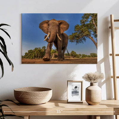 Brampt Playful African Elephant