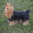 Animals Weather Resistant Water Resistant UV Resistant Polyresin Garden Statue