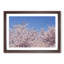 Top of a Pink Cherry Blossom Tree - Picture Frame Painting Print-55611771-55611772