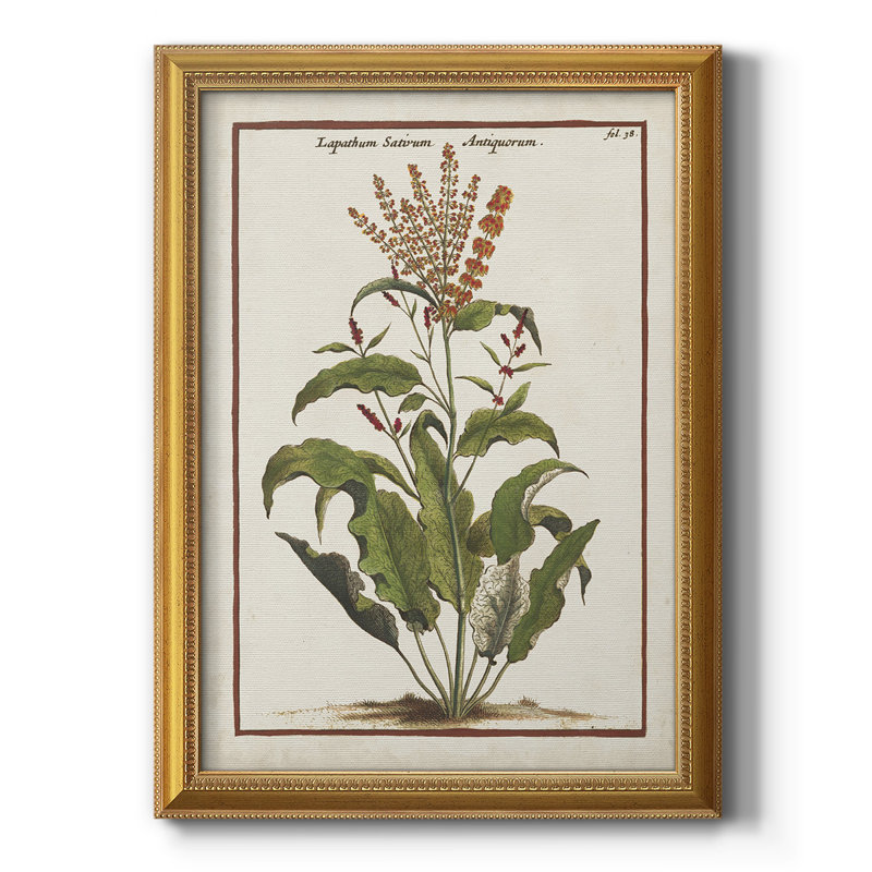 «Munting Botanicals I», toile encadrée de qualité supérieure - prête à être accrochée, H 27 po x l 18 po x P 2,5 po