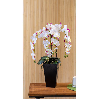Orchid Arrangement in Pot
