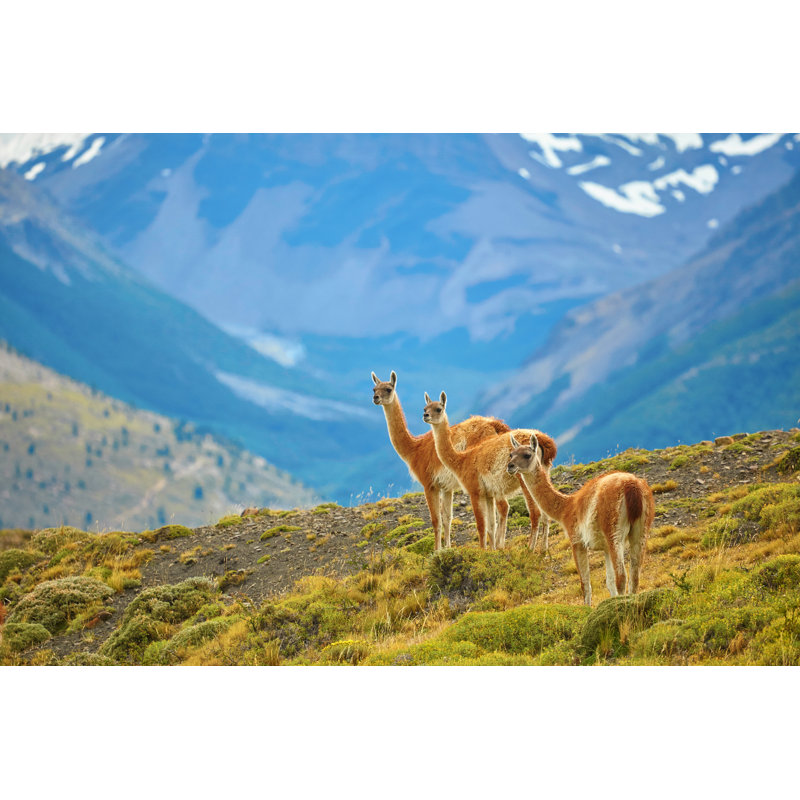 Guanacoes In Torres Del Paine National Park by Encrier - Wrapped Canvas Print, 30cm H x 46cm W