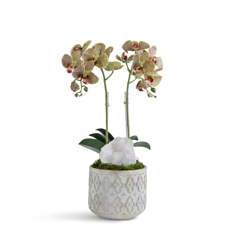 Double Orchid in ornamental concrete, Green