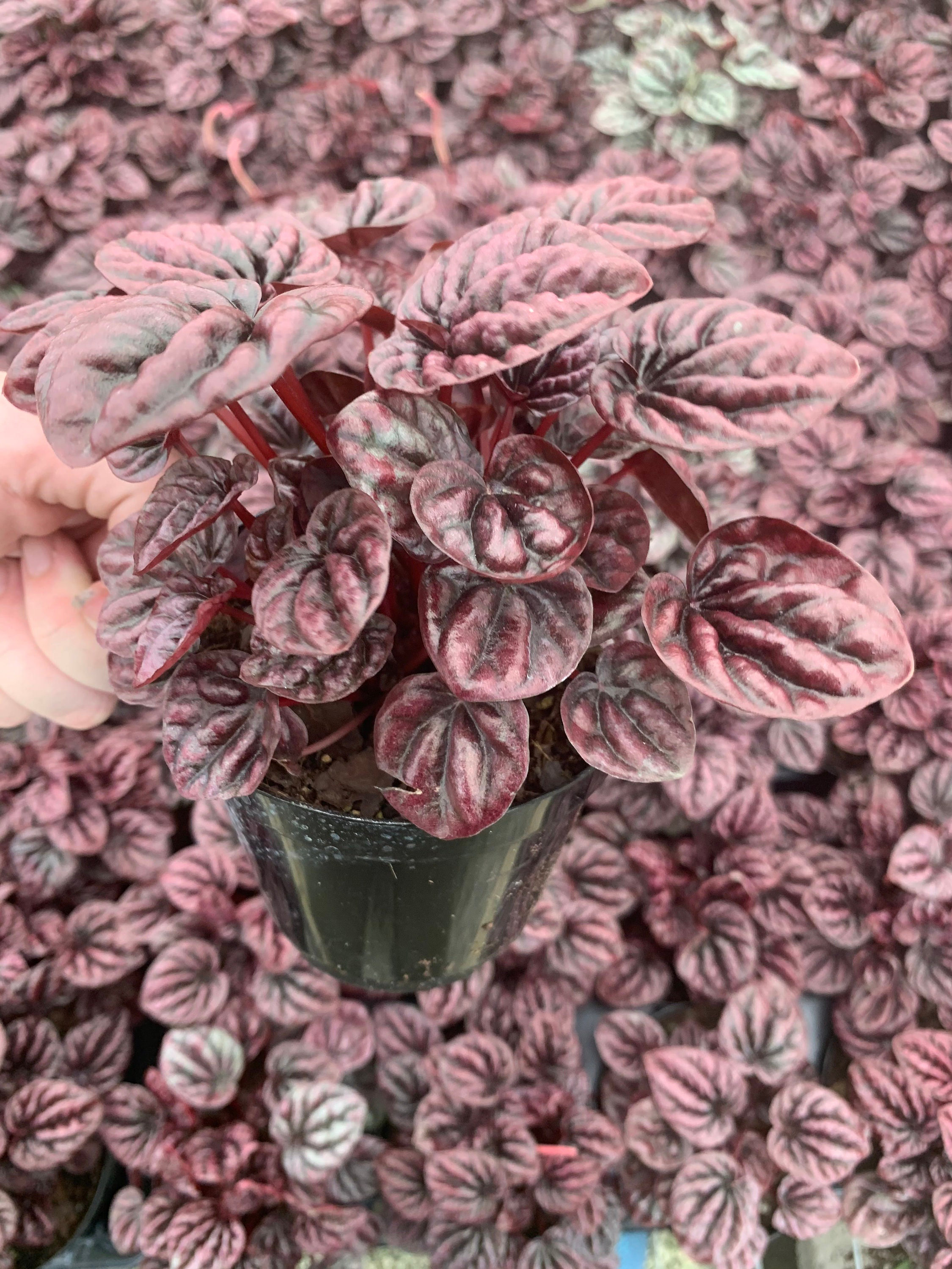 Florida House Plants Red Emerald Ripple Peperomia 4 Inch 