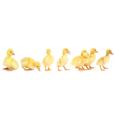 " Duckling Parade - Cutest March - On White "