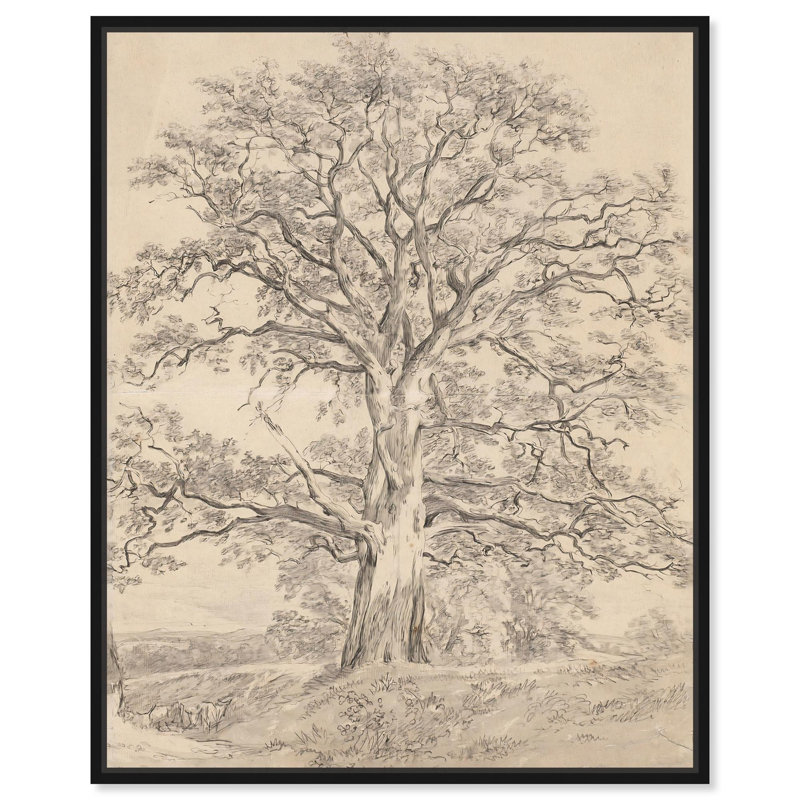 «A Great Oak Tree 1801 Canvas Classic Sketches» par , H 21 po x l 17 po, Cadre flottant noir