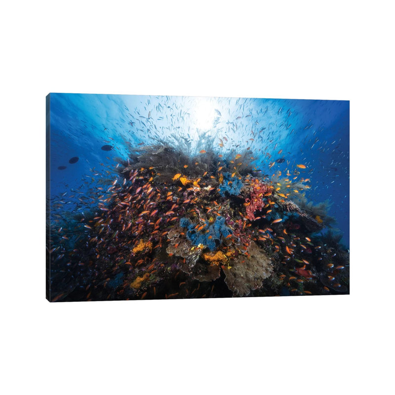 Life Explosion 1 Piece Wrapped Canvas Wall Art, 20.32 cm H x 30.48 cm W