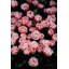 Tulipes à franges-87400990-98271100-98271241
