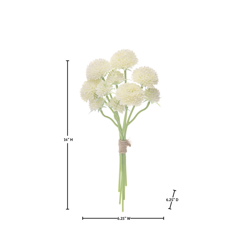 Ensemble de 14 po Scabiosa, Crème