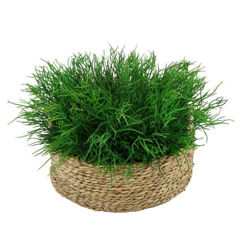 Plante grasse artificielle 9 po dans un petit panier, Brun clair