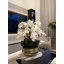 Pot à tiges d'orchidée Roberi-397715219-397715231