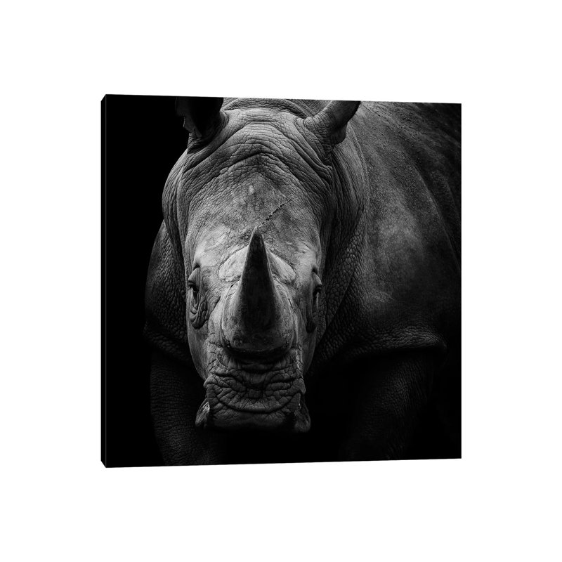 Rhino In Black & White by Lukas Holas - Wrapped Canvas Print, 30.48 cm H x 30.48 cm W
