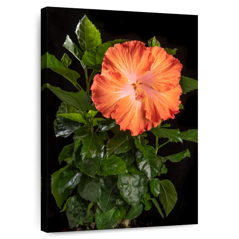 Harnek fleur orange d'hibiscus hawaïen, H 36 po x l 24 po