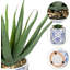 Plantes artificielles Faux Agave aloès