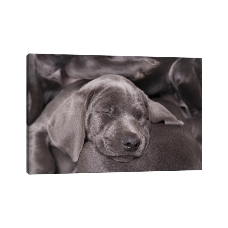Weimaraner Puppy Sleeping, Blue Short-Haired Variety by Chris Brignell - Wrapped Canvas Print, 20.32 cm H x 30.48 cm W
