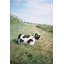 Pouf vache Lola