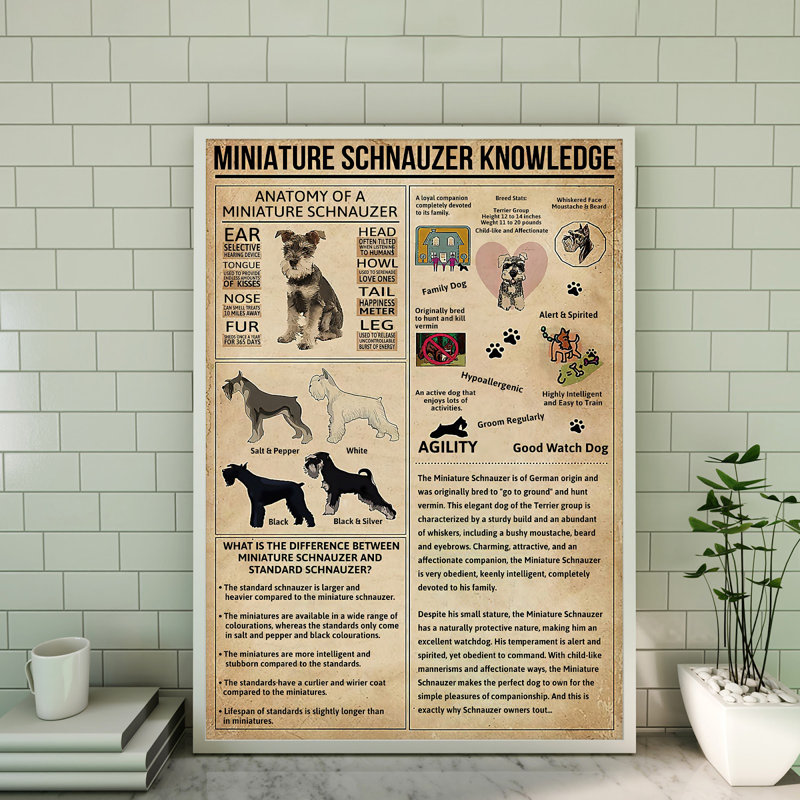 Toile tendue miniature Schnauzer, H 36 po x l 24 po x P 2 po