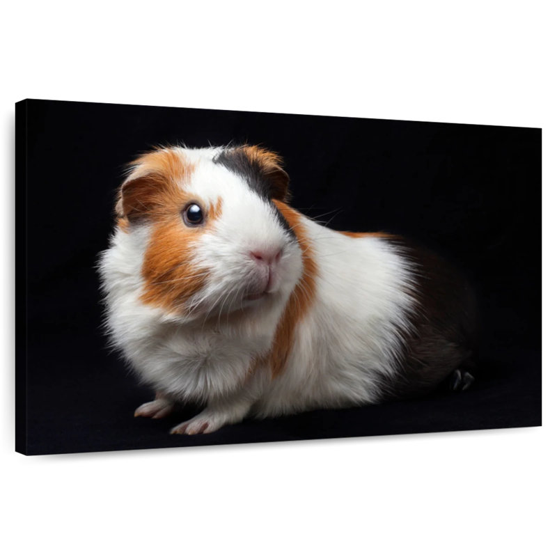 Cochon d'Inde tricolore, H 16 po x l 24 po
