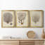 Esper Sea Fans I - ensemble de 3 peintures sur toile encadrées-265464119-265464115