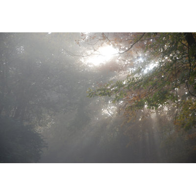 Sun Rays Through Forest Canopy - Wrapped Canvas Art Prints