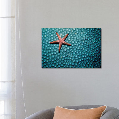 A Fromia Species Sea Star Grazing on a Sponge in the Indo-Pacific Ocean 1 Piece Wrapped Canvas Wall Art