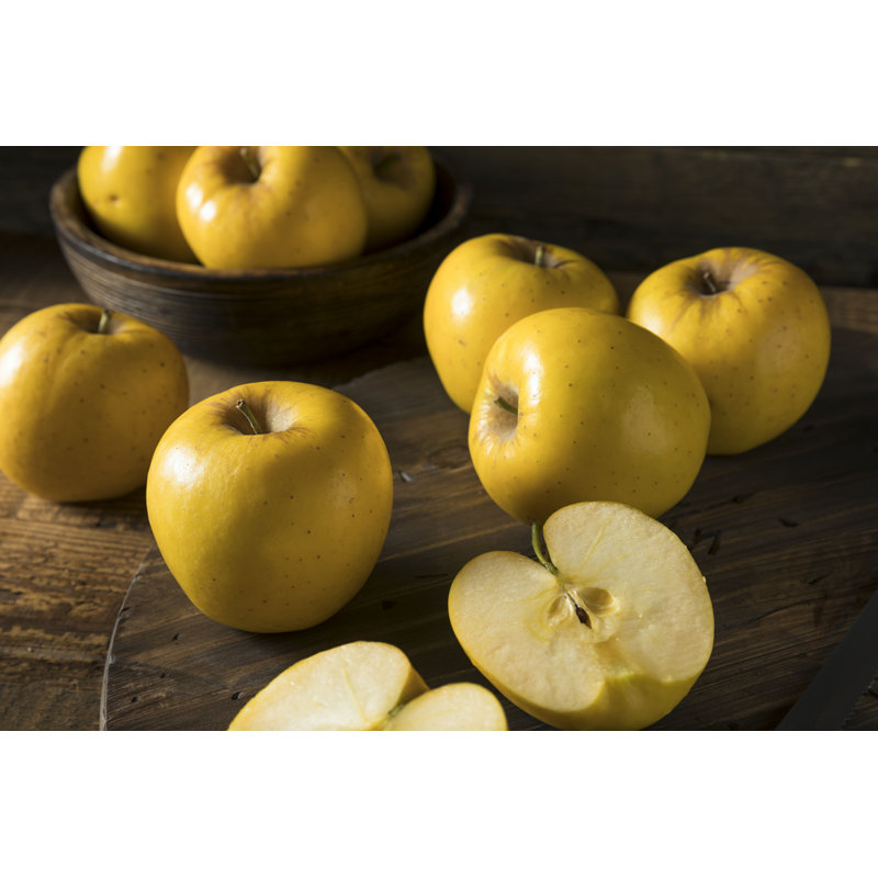 Organic Opal Apples par - Photographie de toile tendue, H 12 po x l 18 po