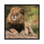 «Lion Laying Down», impression sur toile-33109595-72406926-72406927