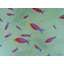 «Natation poisson» par Sue Graef - peinture encadrée-71200036-132510976