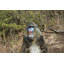 Mandrill assis