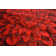 Andreoni Floral Indoor Rug