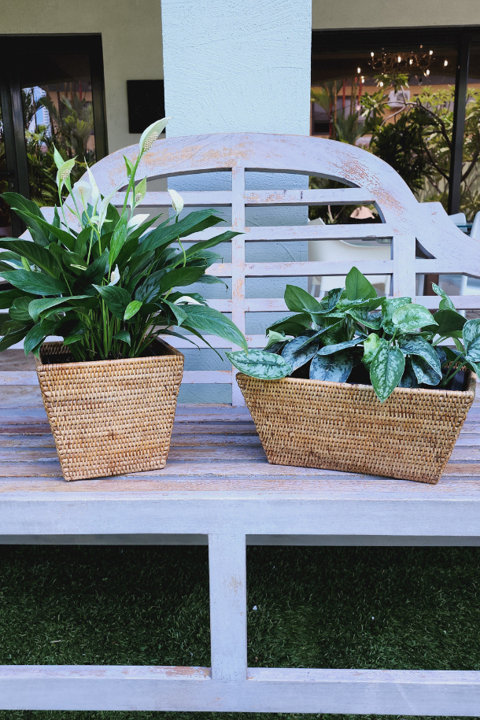 Rattan Planters