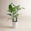 Dune 36" Live Bird of Paradise Plant in Planter-1820038873