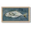 Deep Sea Swimmer I, toile encadrée de qualité supérieure - prête à être accrochée-88113057