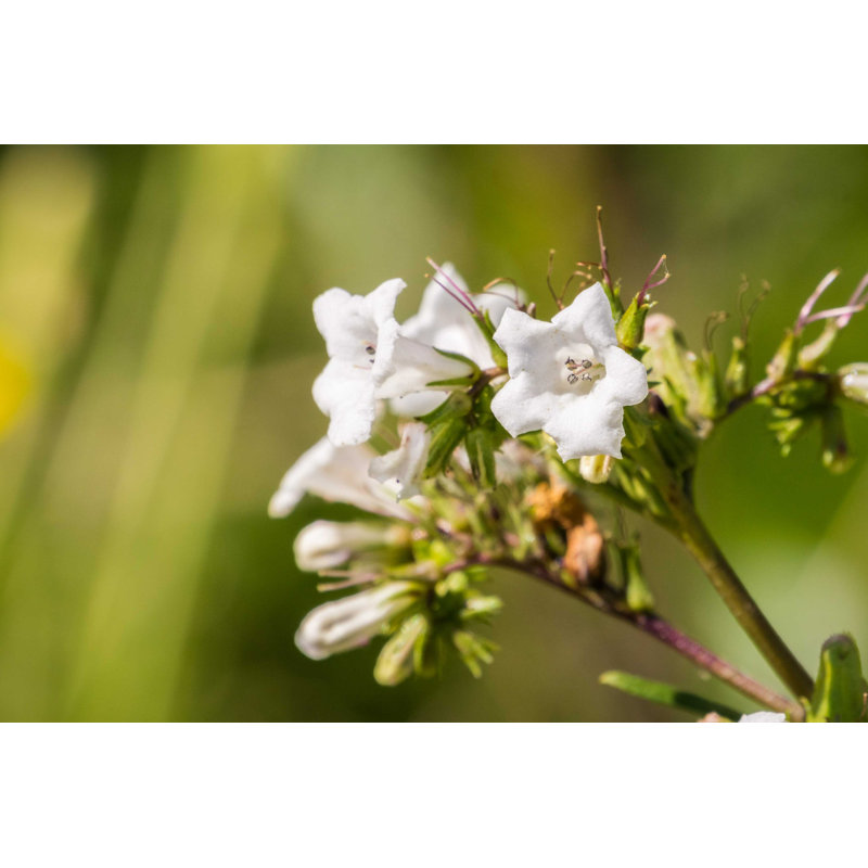 " Yerba Santa " by Sundry Photography, 8" H x 12" W