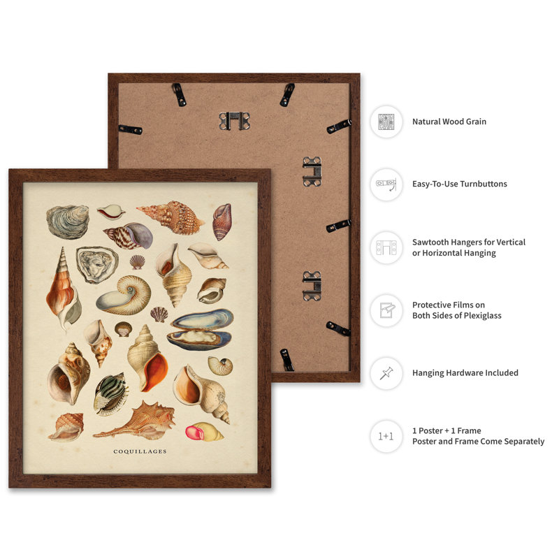 Coquillages, Poster, 12"H x 16"W, Brown Framed